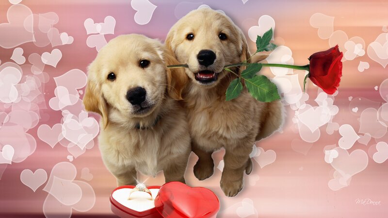 Golden Retriever Puppies — Pink