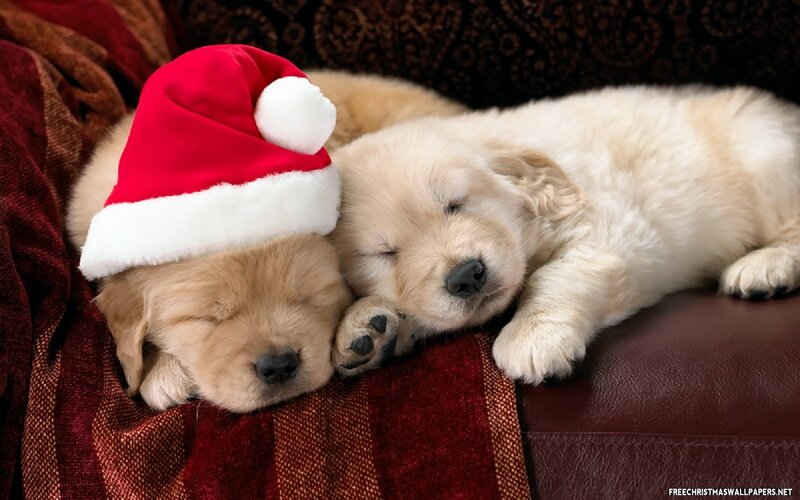 Golden Retriever Puppies — Red, Peaceful