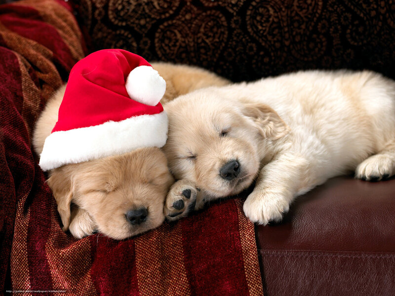 Golden Retriever Puppies — Red, Peaceful, Winter