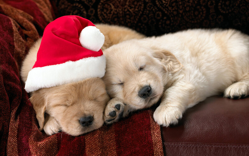 Golden Retriever Puppies — Red