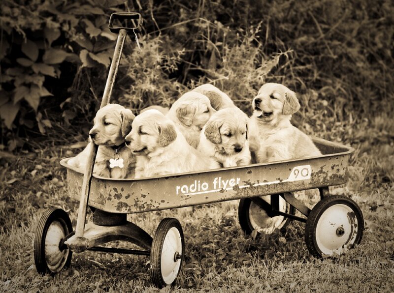 Golden Retriever Puppies — Sepia
