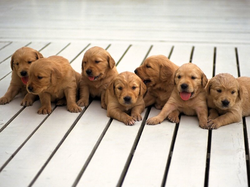 Golden Retriever Puppies