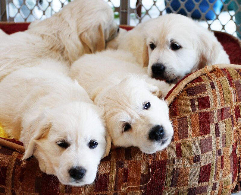 Golden Retriever Puppies — White, Calm