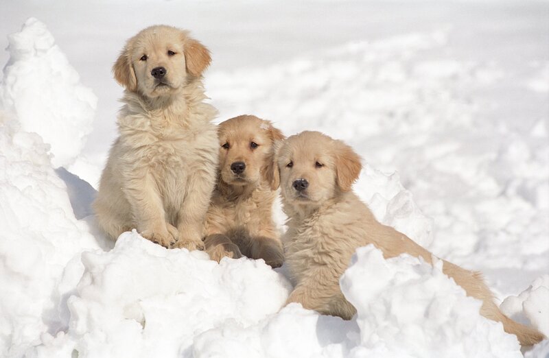 Golden Retriever Puppies — White, Calm, Winter