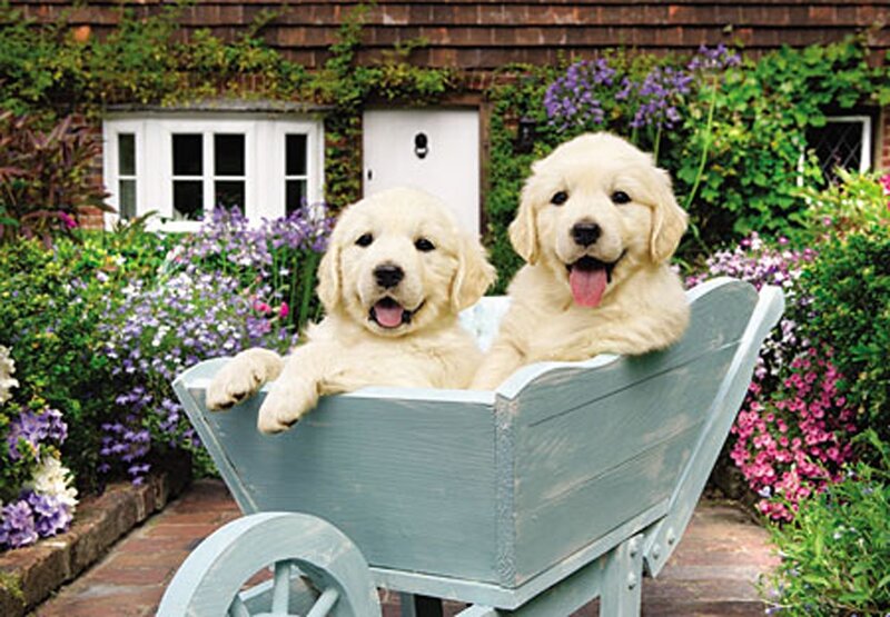 Golden Retriever Puppies — White, Cheerful