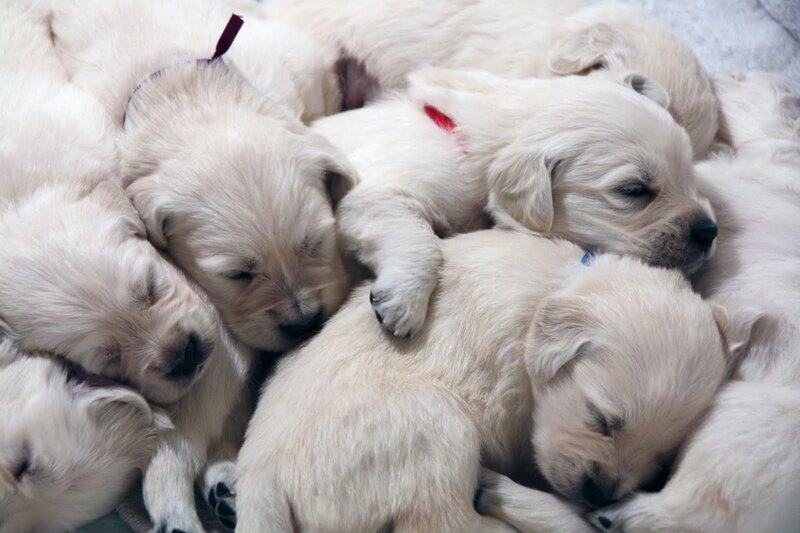 Golden Retriever Puppies — White, Peaceful, Photograph
