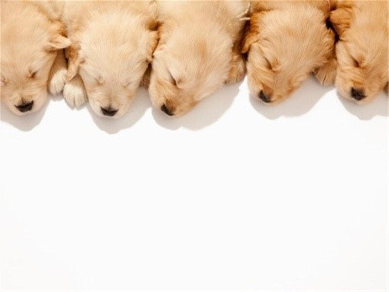 Golden Retriever Puppies — White, Peaceful
