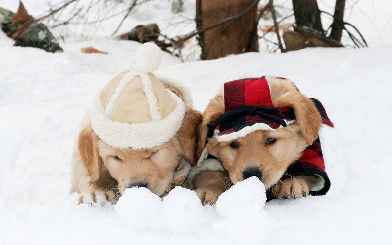 Golden Retriever Puppies — White, Peaceful, Winter