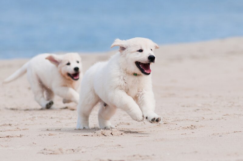 Golden Retriever Puppies — White, Playful