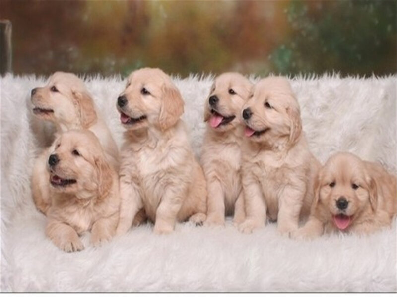Golden Retriever Puppies — White