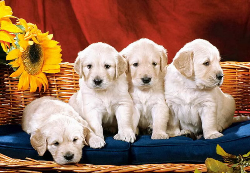 Golden Retriever Puppies — Yellow, Calm, Photograph