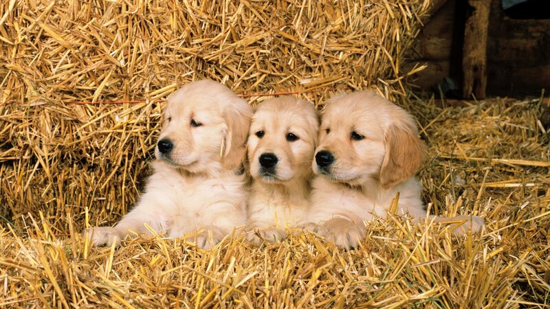 Golden Retriever Puppies — Yellow, Calm