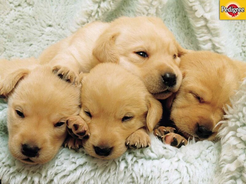 Golden Retriever Puppies — Yellow, Peaceful, Photograph