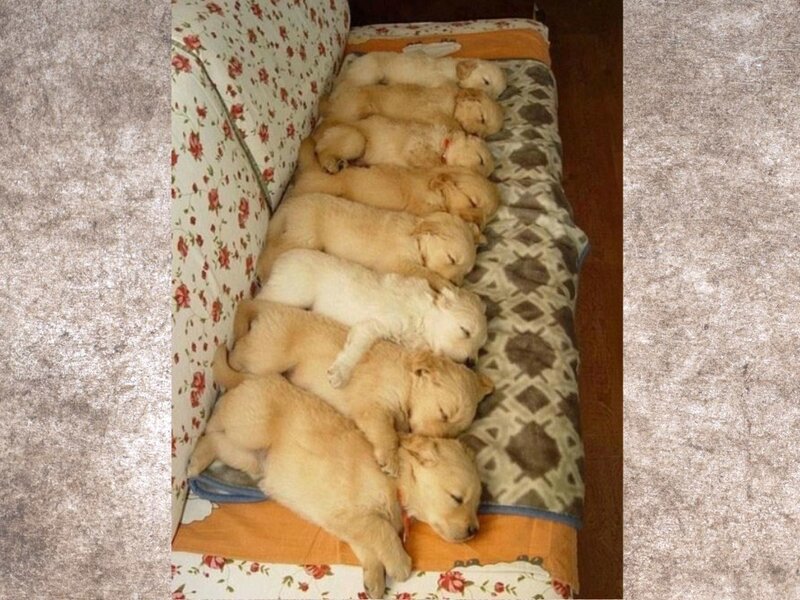 Golden Retriever Puppies — Yellow, Peaceful