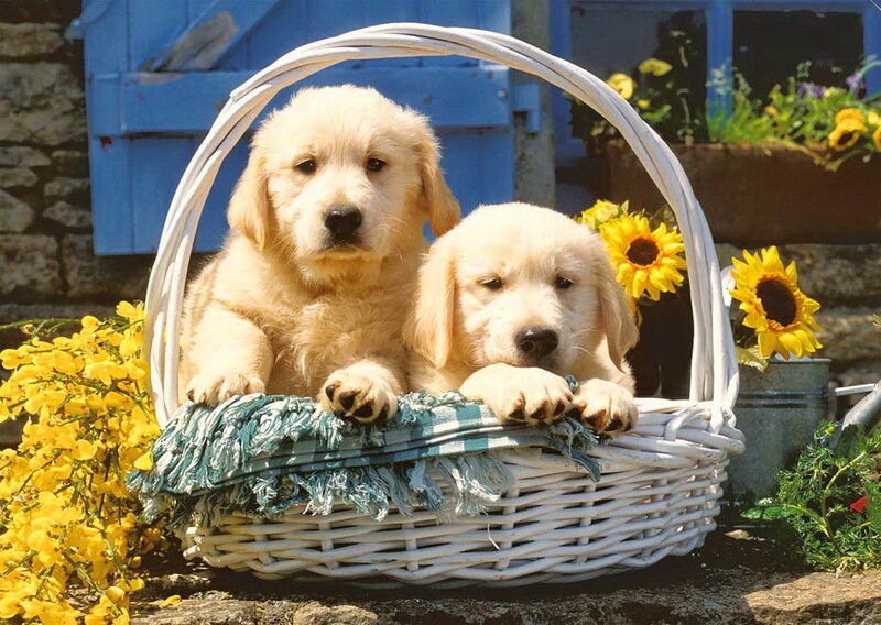 Golden Retriever Puppies — Yellow, Serene