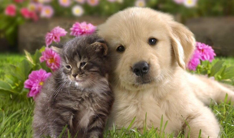 Golden Retriever Puppy and Kitten