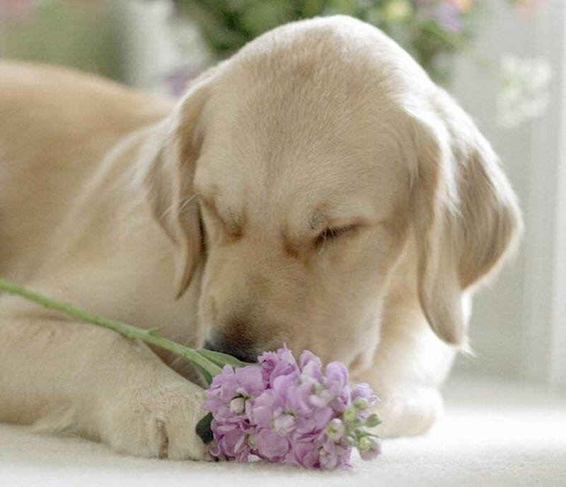 Golden Retriever Puppy — Beige, Calm, Morning