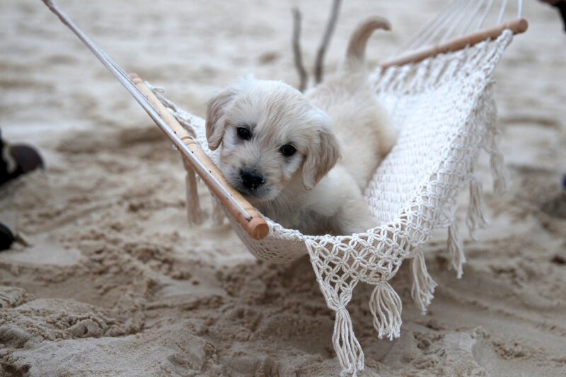 Golden Retriever Puppy — Beige, Calm, Photograph, Hammock