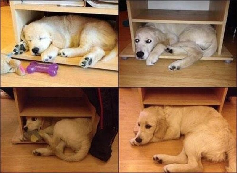 Golden Retriever Puppy — Beige, Calm, Photograph, Shelf