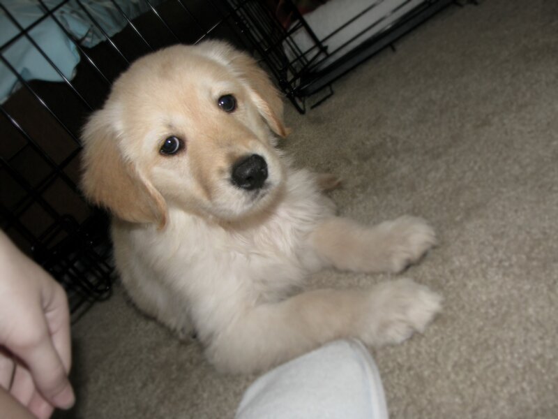 Golden Retriever Puppy — Beige, Calm, Photograph