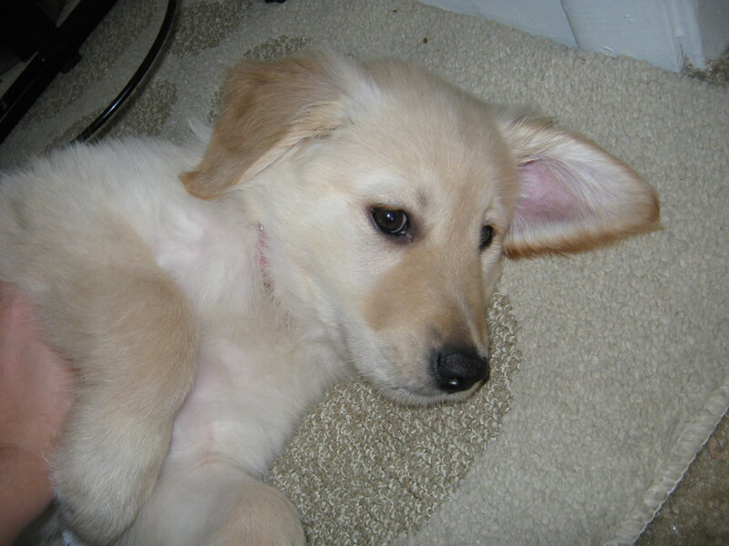 Golden Retriever Puppy — Beige, Calm