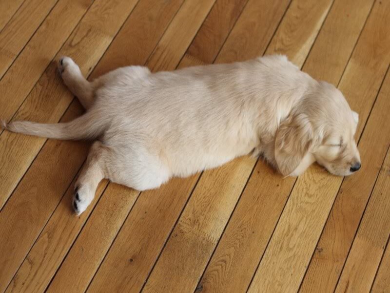 Golden Retriever Puppy — Beige, Peaceful