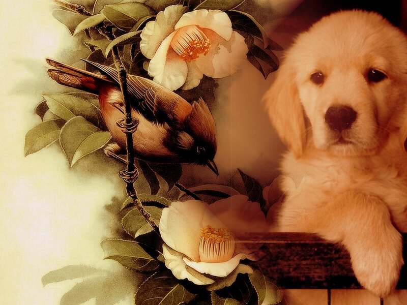 Golden Retriever Puppy — Beige, Serene