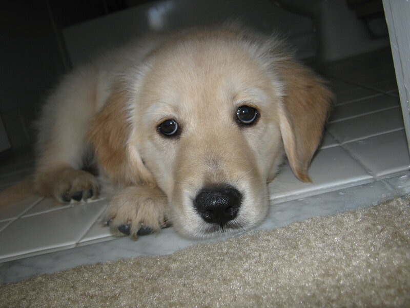 Golden Retriever Puppy — Beige