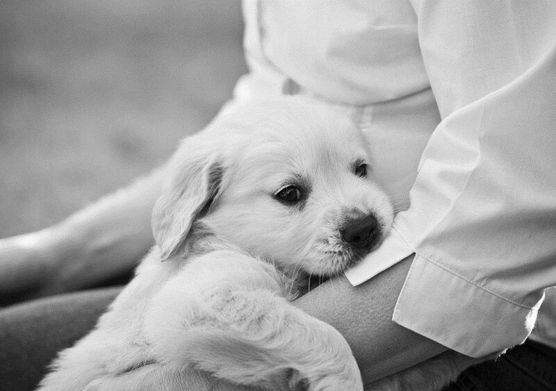 Golden Retriever Puppy — Black, Calm