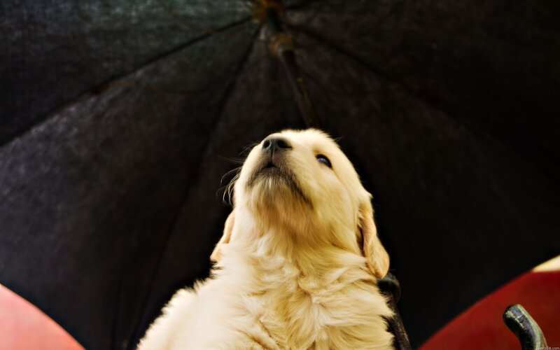 Golden Retriever Puppy — Black, Curious