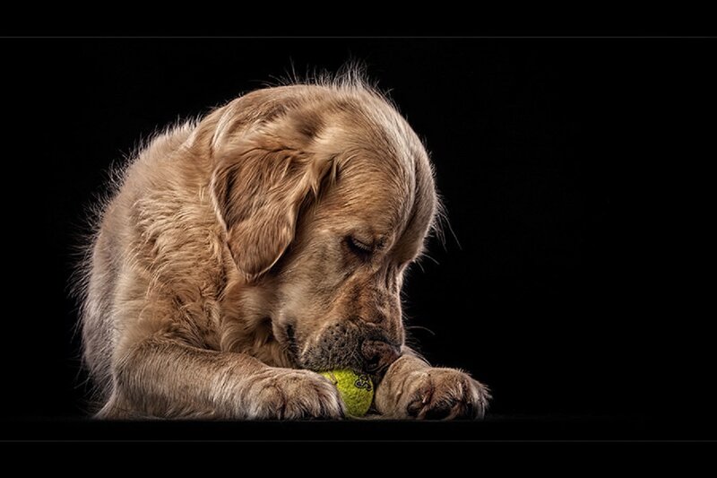 Golden Retriever Puppy — Black, Dramatic