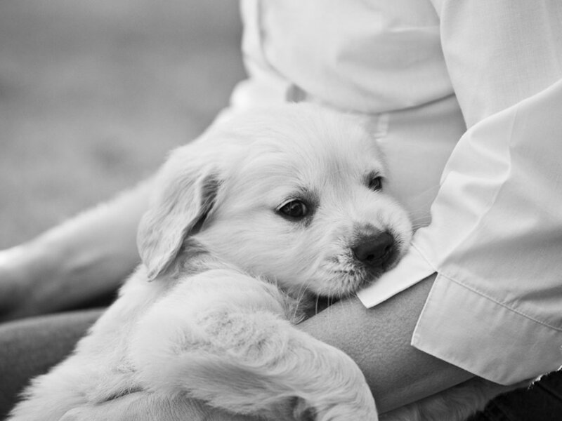 Golden Retriever Puppy — Black