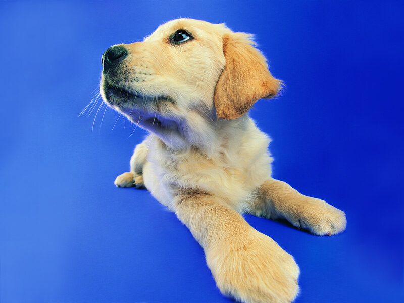 Golden Retriever Puppy — Blue, Calm, Photograph, Blue Background