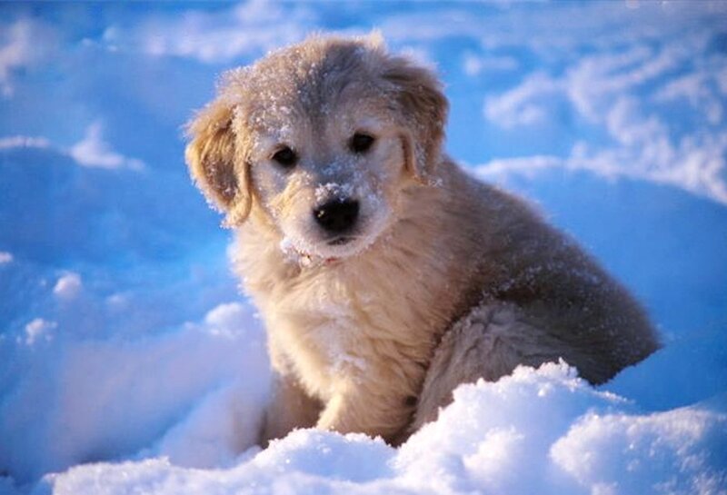 Golden Retriever Puppy — Blue, Calm, Winter