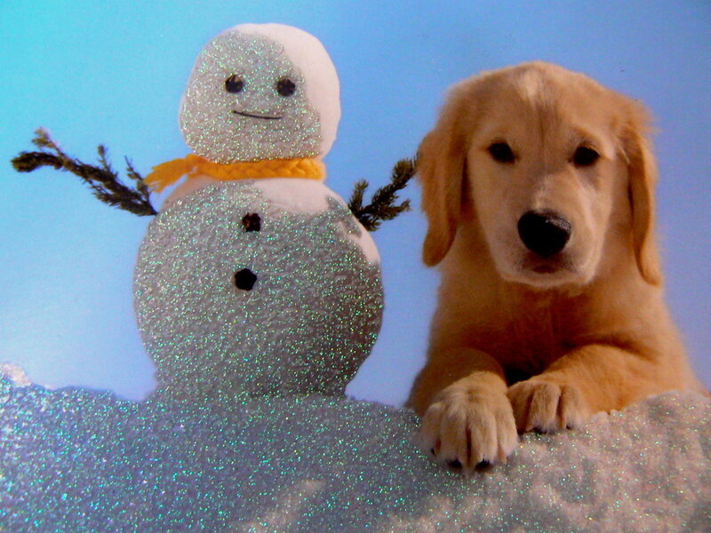 Golden Retriever Puppy — Blue, Festive