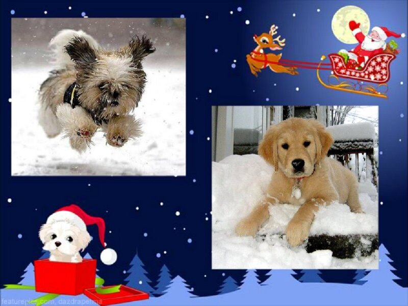 Golden Retriever Puppy — Blue, Festive, Winter