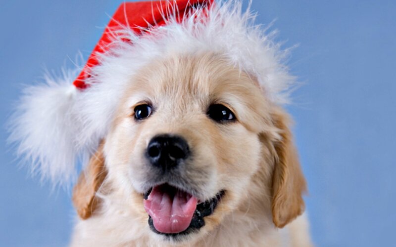 Golden Retriever Puppy — Blue, Happy