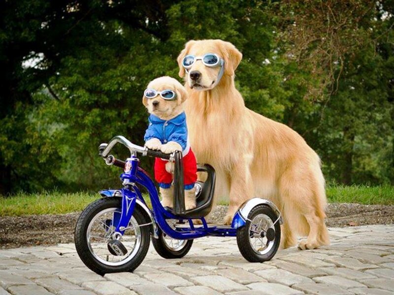 Golden Retriever Puppy — Blue, Playful