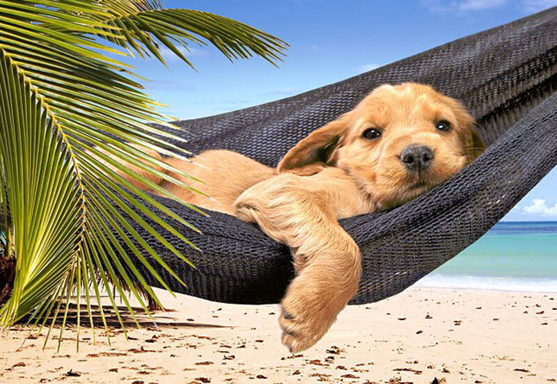 Golden Retriever Puppy — Blue, Relaxed, Afternoon, Photograph