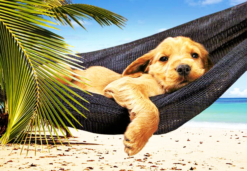Golden Retriever Puppy — Blue, Relaxed