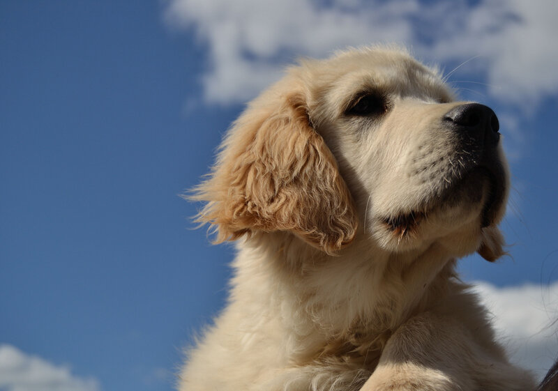 Golden Retriever Puppy — Blue, Serene
