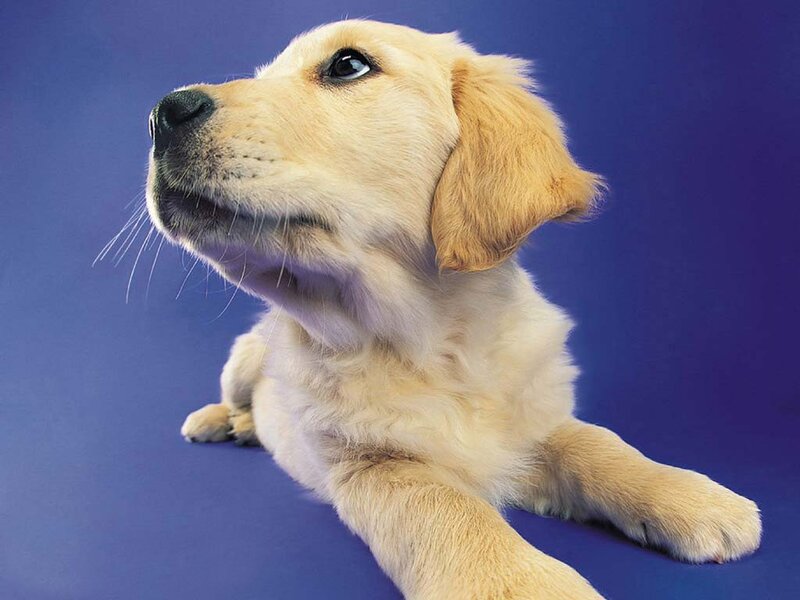 Golden Retriever Puppy — Blue