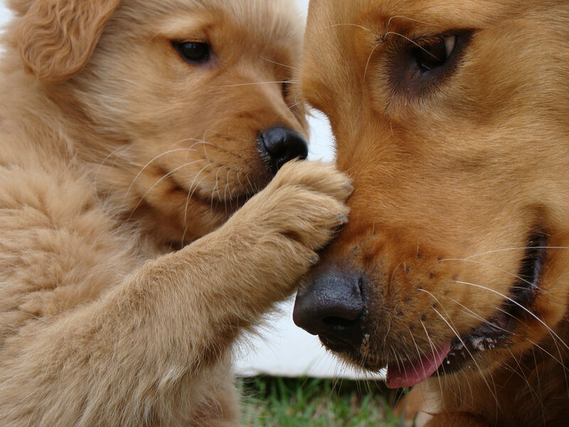 Golden Retriever Puppy — Brown, Affectionate