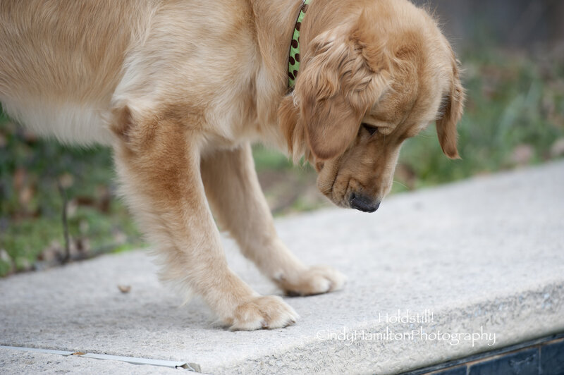 Golden Retriever Puppy — Brown, Calm, Afternoon, Photograph, Collar