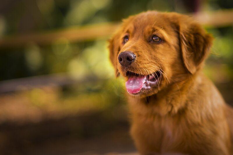 Golden Retriever Puppy — Brown, Calm, Afternoon, Photograph, Dog, Outdoor