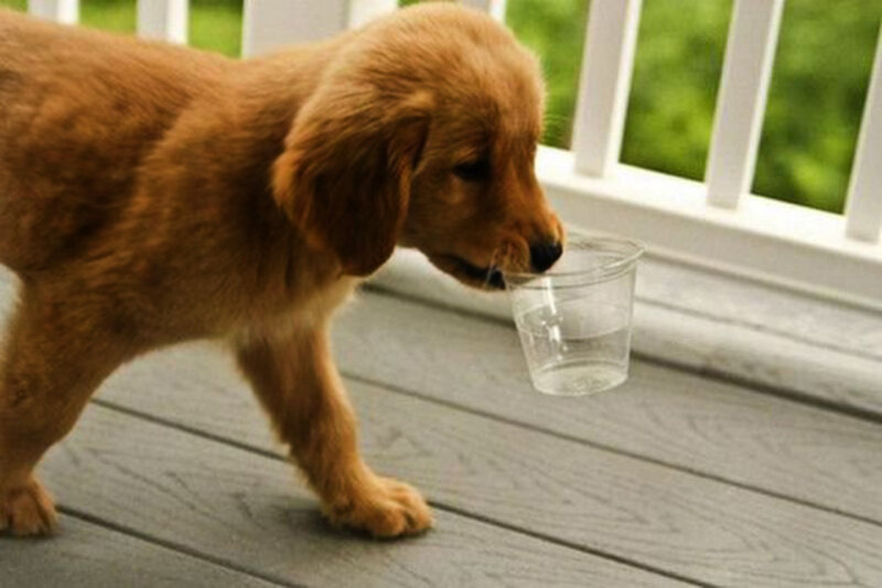 Golden Retriever Puppy — Brown, Calm, Afternoon, Photograph, Plastic Cup