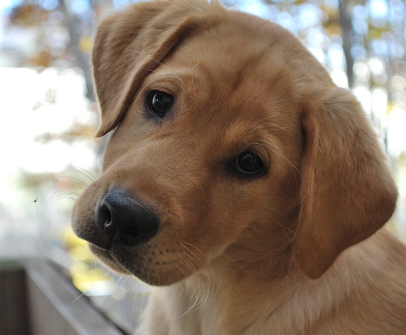 Golden Retriever Puppy — Brown, Calm, Autumn, Photograph, Trees