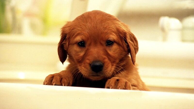 Golden Retriever Puppy — Brown, Calm, Photograph, Bathtub