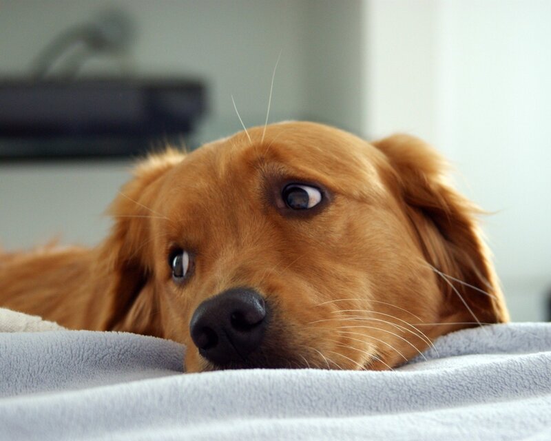 Golden Retriever Puppy — Brown, Calm, Photograph, Blanket