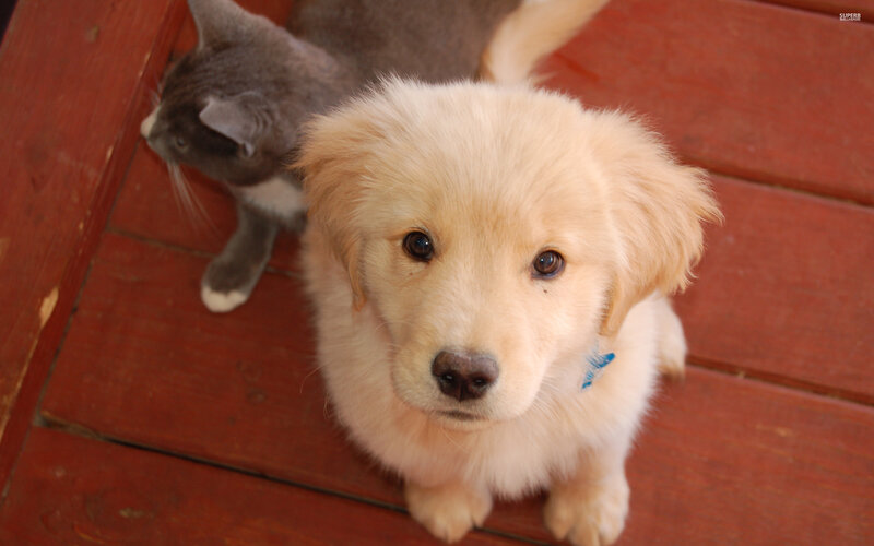 Golden Retriever Puppy — Brown, Calm, Photograph, Cat